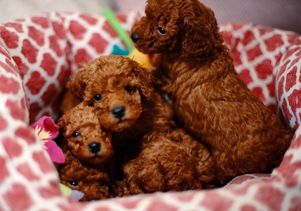 Pudle, patuljaste i toy, prelepi štenci – BESPLATNI OGLAS