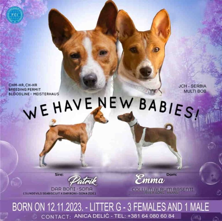 Basenji štenci, oštenjeni 12.11.2023. Dostupne dve ženke – BESPLATNI OGLAS