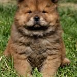 3-Chow-chow-PM0424-2.jpg