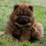 5-Chow-chow-PM0424-4.jpg