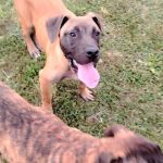 presa-canario-01-0.jpg