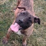 presa-canario-02-1.jpg