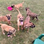 presa-canario-03-2.jpg