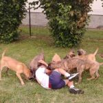 presa-canario-04-3.jpg