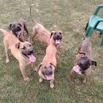 presa-canario-05-4.jpg