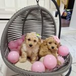 maltipoo4-3.jpg