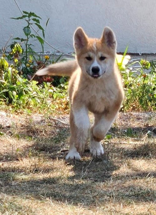 1-akita-inu-S0824-0.jpg