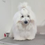 2-Coton-de-Tulear-APR0824-1.jpg