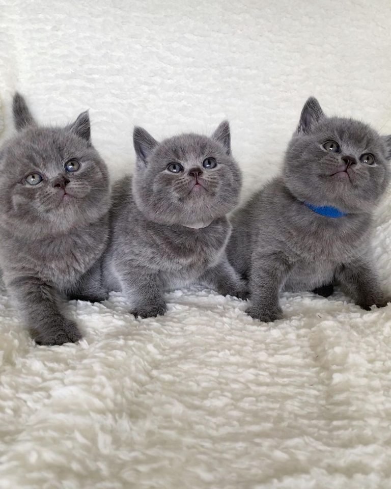 british.shorthair.kittens-___2568438709909652315_40426118774___-.jpg
