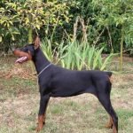 doberman-01-0.jpg