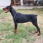 doberman-02-1.jpg