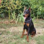 doberman-03-2.jpg