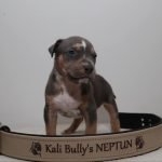 2-American-bully-XL0924-1.jpg