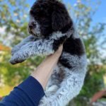 lagotto-01-0.jpg