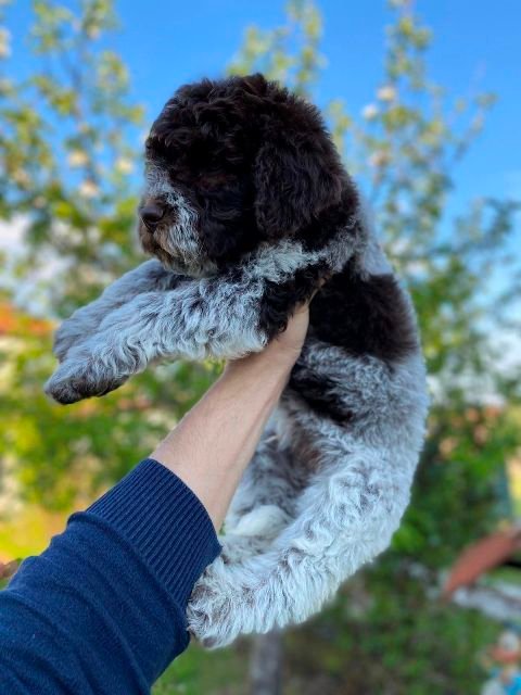 Lagotto Romagnolo štenci