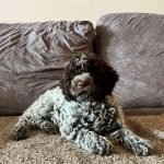 lagotto-02-1.jpg