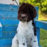 lagotto-03-2.jpg