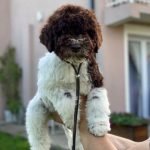 lagotto-04-3.jpg