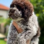 lagotto-05-4.jpg