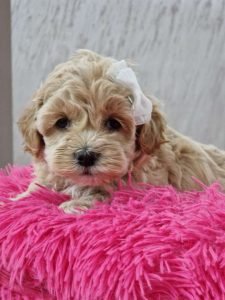 Preslatke bebice MALTIPOO