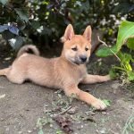 1-shiba-inu-1024-0.jpg