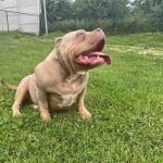 2-american-bully-AP1024-1.jpg