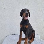 2-doberman-B1024-1.jpg