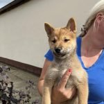 2-shiba-inu-1024-1.jpg