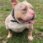 3-american-bully-AP1024-2.jpg