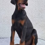 3-doberman-B1024-2.jpg