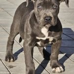 5-American-bully-xl-A1024-4.jpg