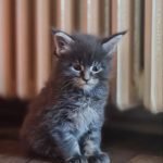 5-maine-coon-M1024-4.jpg