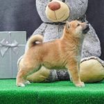 5-shiba-inu-1024-4.jpg