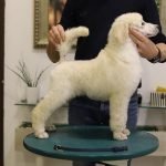 4-poodle-T1124-3.jpg