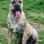 6-presa-canario-D1124-4.jpg