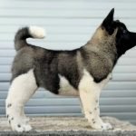 americka-akita-01v-0.jpg