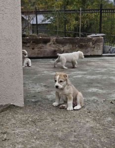 Na prodaju štenci srednjeazijskog ovčara