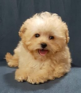 MALTIPOO oba pola