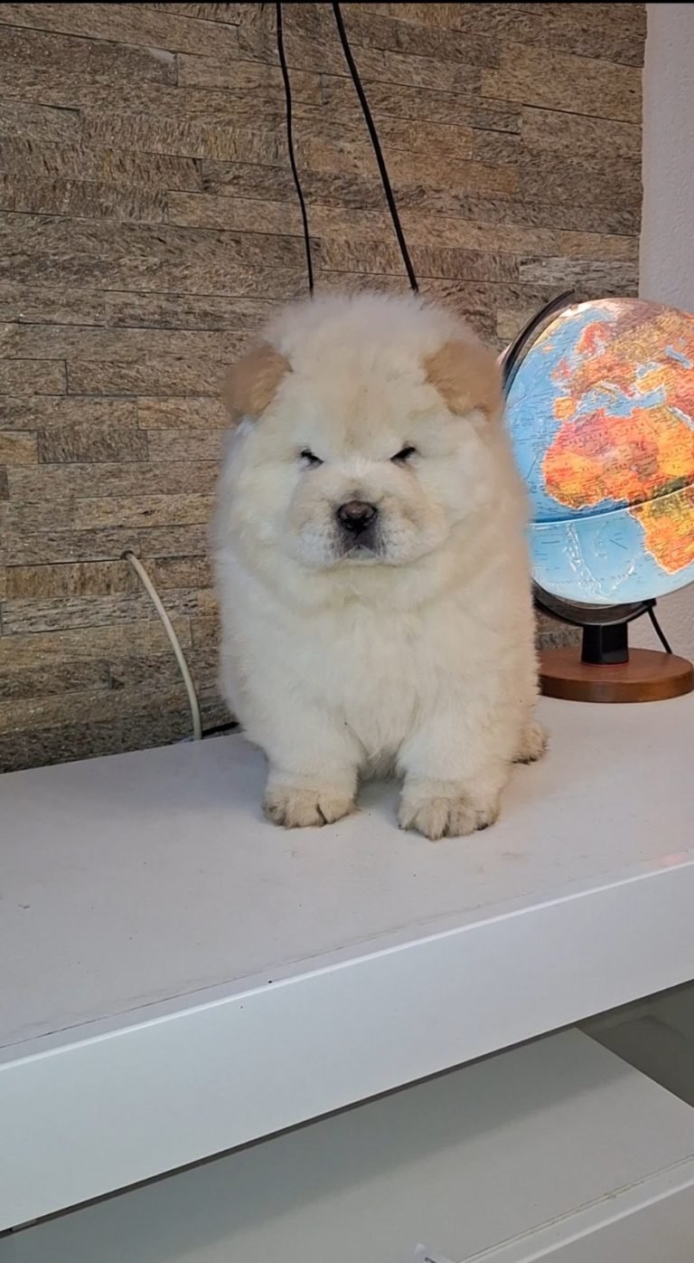 chow chow