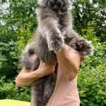 2-maine-coon-M1024-1.jpg