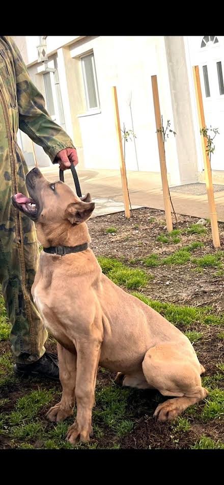 1-cane-corso-V0125-0.jpg