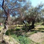 viber_slika_2023-08-07_18-03-40-502-manja-0.jpg