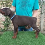 1-dobermanM0826-0.jpg