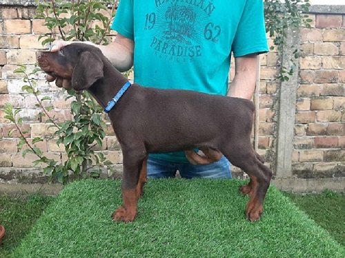 1-dobermanM0826-0.jpg
